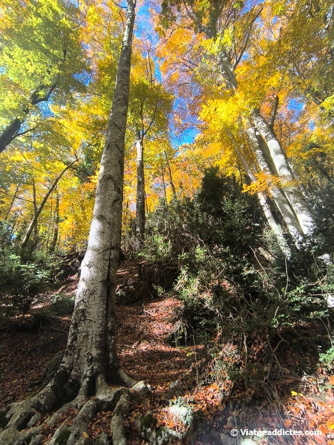 Colors de la tardor a la fageda de la Grevolosa