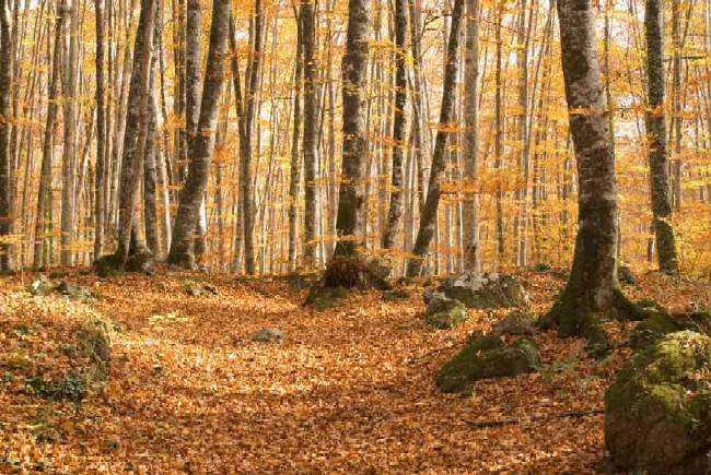 Colores del hayedo de la Grevolosa en otoño