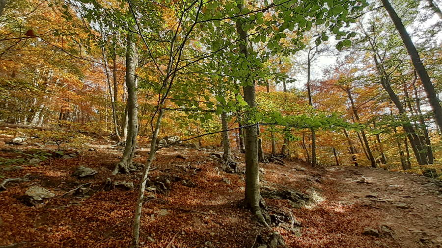Colores de otoño en el hayedo del Pla de Mulladius